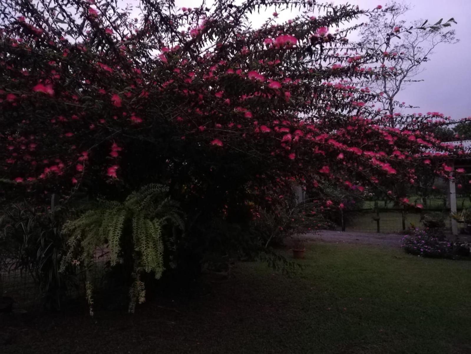 Paraiso Verde Siqurres Da Alegria 외부 사진