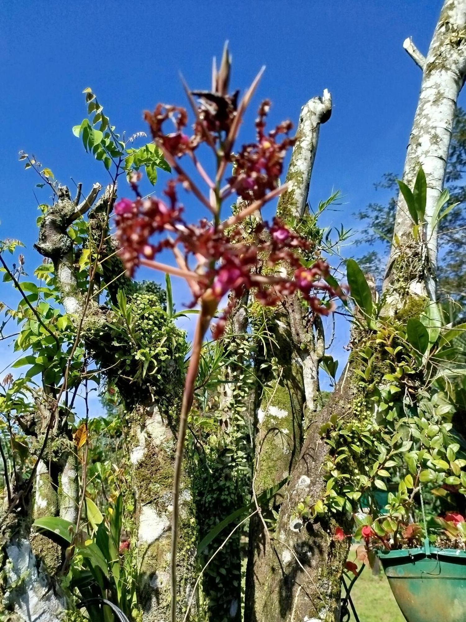 Paraiso Verde Siqurres Da Alegria 외부 사진
